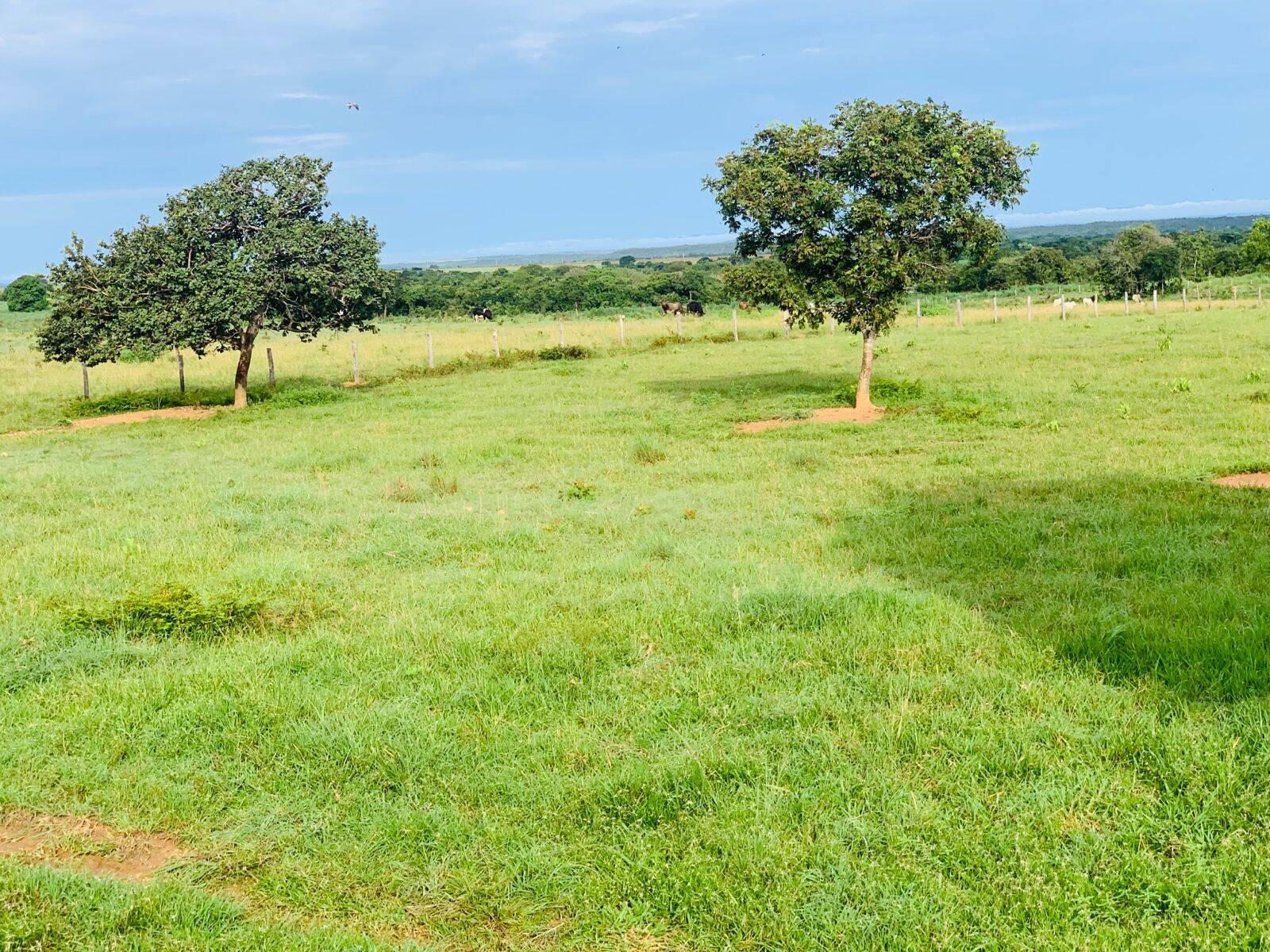 #FA0020 - Fazenda para Venda em Rosário Oeste - MT